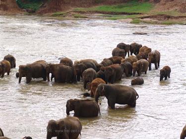 Kandy,_Elephant_camp,_DSC06567B_H600
