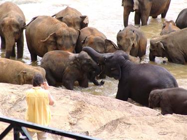Kandy,_Elephant_camp,_DSC06569B_H600