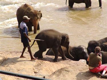 Kandy,_Elephant_camp,_DSC06575B_H600