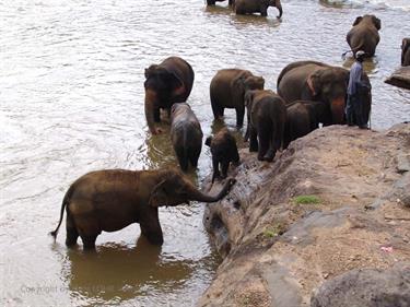 Kandy,_Elephant_camp,_DSC06583B_H600