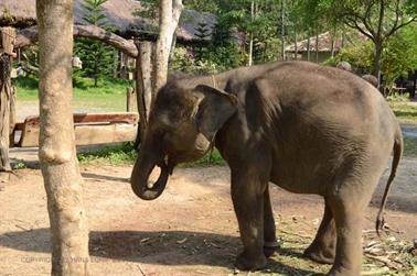 Klong-Plu,-Elephant-Camp,_DSC_0404_H600PxH488