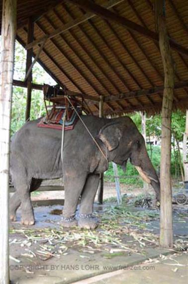 Klong-Plu,-Elephant-Camp,_DSC_0408_H600PxH488