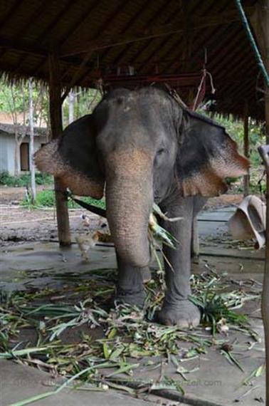 Klong-Plu,-Elephant-Camp,_DSC_0421_H600PxH488