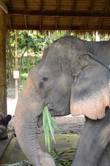 Klong-Plu,-Elephant-Camp,_DSC_0442_H600PxH488