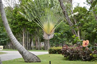 Paradisus_Rio_de_Oro-Hotel,_DSC3694_b_B740