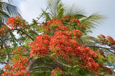 Paradisus_Rio_de_Oro-Hotel,_DSC3895_b_B740