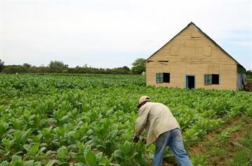 Tobacco-Farmer,_Pinar_del_Rio,_DSC_8845_b_H600