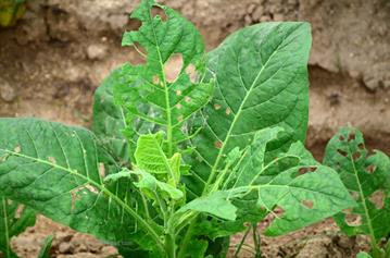 Tobacco-Farmer,_Pinar_del_Rio,_DSC_8847_b_H600