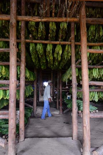 Tobacco-Farmer,_Pinar_del_Rio,_DSC_8851_b_H600