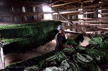 Tobacco-Farmer,_Pinar_del_Rio,_DSC_8852_b_H600