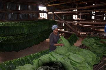 Tobacco-Farmer,_Pinar_del_Rio,_DSC_8853_b_H600