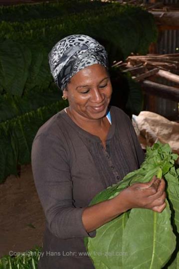 Tobacco-Farmer,_Pinar_del_Rio,_DSC_8856_b_H600