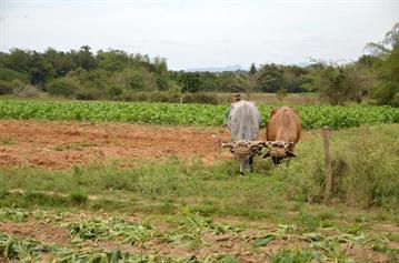 Tobacco-Farmer,_Pinar_del_Rio,_DSC_8861_b_H600