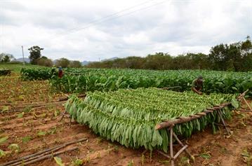 Tobacco-Farmer,_Pinar_del_Rio,_DSC_9015_b_H600