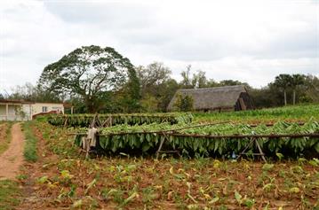 Tobacco-Farmer,_Pinar_del_Rio,_DSC_9016_b_H600