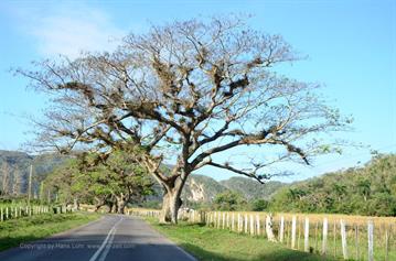 Vinales_Valley,_DSC_8880_b_H600