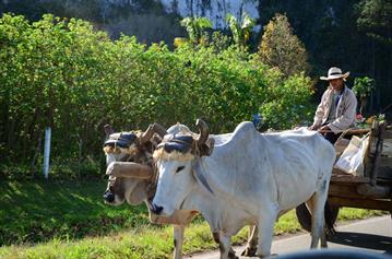 Vinales_Valley,_DSC_8882_b_H600