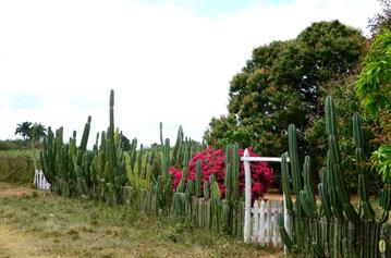 Vinales_Valley,_DSC_8999_b_H600