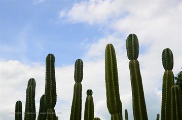 Vinales_Valley,_DSC_9001_b_H600