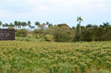 Vinales_Valley,_DSC_9009_b_H600