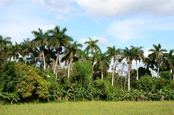 Vinales_Valley,_DSC_9057_b_H600