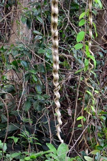 Vinales_Valley,_DSC_9064_b_H600