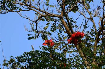 Vinales_Valley,_DSC_9071_b_H600