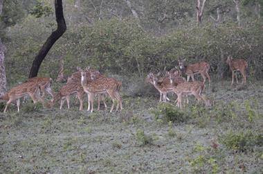 Bandipur-Nationalpark_DSC5022_H600