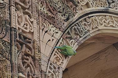 QUTAB_MINAR,_DELHI,__DSC2371_b_H600