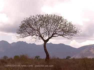 KENYA_2007,_Safari,_Tsavo_NP,_DSC04998H488