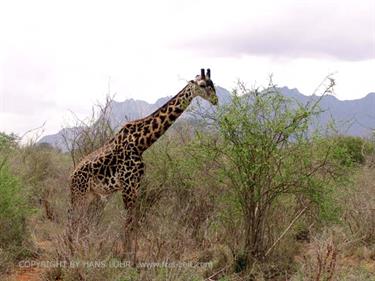 KENYA_2007,_Safari,_Tsavo_NP,_DSC04999H488