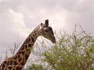 KENYA_2007,_Safari,_Tsavo_NP,_DSC05001H488