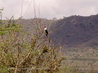 KENYA_2007,_Safari,_Tsavo_NP,_DSC05009H488