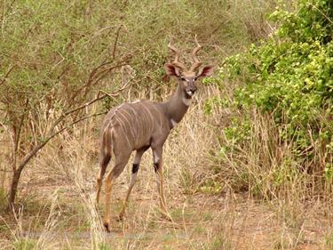 KENYA_2007,_Safari,_Tsavo_NP,_DSC05039H488