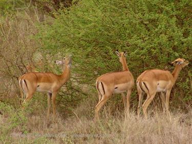 KENYA_2007,_Safari,_Tsavo_NP,_DSC05060H488