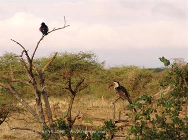 KENYA_2007,_Safari,_Tsavo_NP,_DSC05124H488