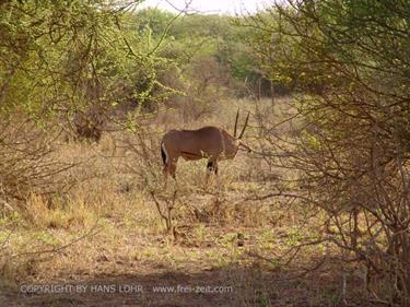 KENYA_2007,_Safari,_Tsavo_NP,_DSC05129H488