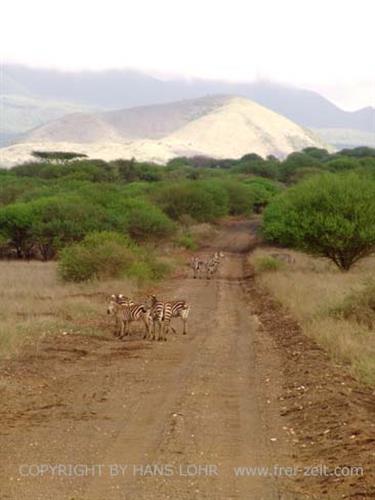 KENYA_2007,_Safari,_Tsavo_NP,_DSC05154_2H488