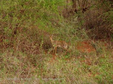 KENYA_2007,_Safari,_Tsavo_NP,_DSC05204H488