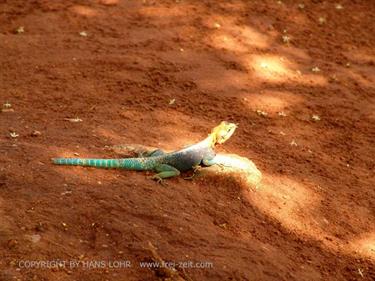 KENYA_2007,_Safari,_Tsavo_NP,_DSC05219H488
