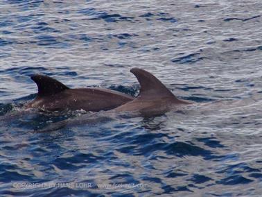 KENYA_2007,_Swimming_with_Dolfins,_DSC04506H488