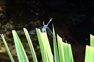 Grand-Cenote,-Tulum,_PB200545_b_H600Px
