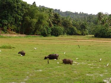 Anuradhapura,_Giritale,_DSC05969B_H600