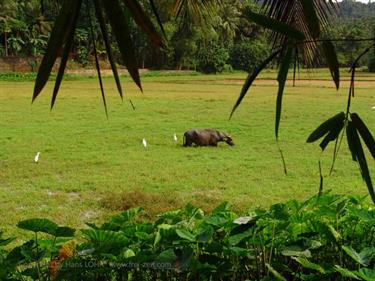 Anuradhapura,_Giritale,_DSC05971B_H600