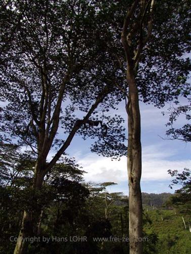 Bandarawela_to_Colombo,_DSC07086B_H600