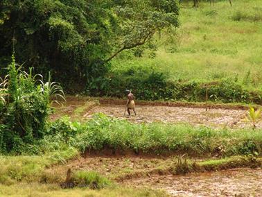 Bandarawela_to_Colombo,_DSC07104B_H600