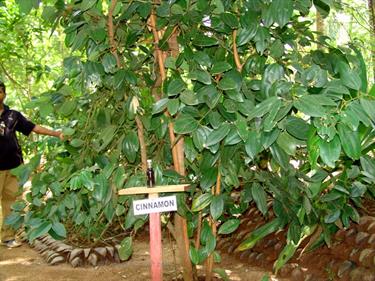 Dambulla_monastery,_Spicy-Farm,_Kandy,_DSC06378B_H600
