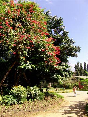 Dambulla_monastery,_Spicy-Farm,_Kandy,_DSC06428B_H600