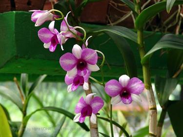 Dambulla_monastery,_Spicy-Farm,_Kandy,_DSC06432B_H600