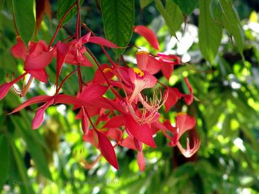Dambulla_monastery,_Spicy-Farm,_Kandy,_DSC06452B_H600